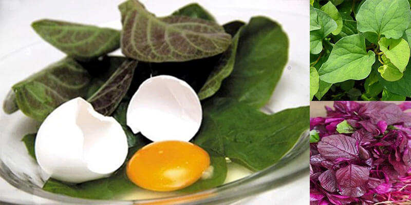 Bệnh kiết lỵ: Giải đáp những câu hỏi liên quan 4 thuoc nam trị kiết lỵ