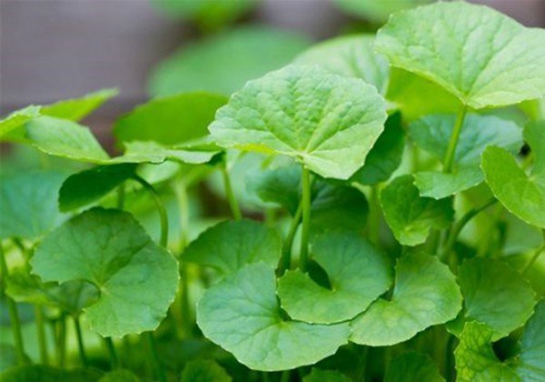 Cách trị táo bón cho trẻ 2 tuổi 4 rau ma chua tao bon