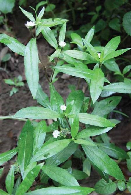 Cỏ nhọ nồi 1 cỏ nhọ nồi