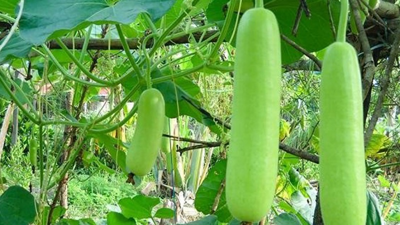 Quả bầu - "Thần dược" chữa nhiều bệnh 1 Quả bầu