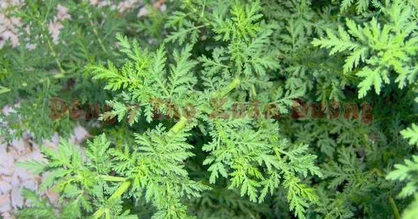 Thanh hao - Dược liệu quý với nhiều bài thuốc hay 1 Thanh Hao hoa vàng